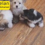 Fluffy Havanese Puppies ready for sale in Abu Dhabi