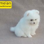 Cute Pomeranian puppies Available For sale