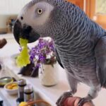 AFRICAN TALKING GREY PARROTS