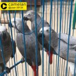TALKING AFRICAN GREY PARROTS FOR SALE