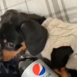 danshung puppies for sale