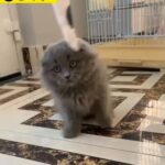 Scottish fold long hair kitten