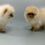 Mini Pomeranians