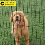 Huge golden retriever puppy male long hair