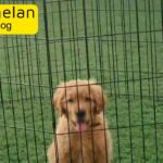 Huge golden retriever puppy male long hair