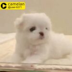 teacup maltese puppies available for sale