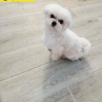 male maltese puppies available for sale