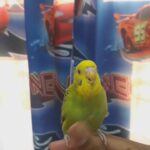 hand tamed baby budgie