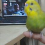 very cute and friendly budgie