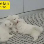maltese puppy available for sale Male and female