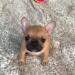 French bulldog puppy