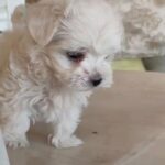 Maltese Puppies for sale