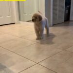Golden Retriever Puppies For adoption