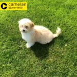 lovely Havanese puppies for adoption