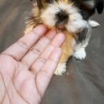 Shihtzu puppy