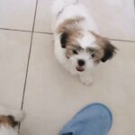 1 shihtzu puppy 1 havanese puppy