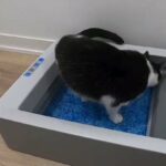 scoopfree self cleaning cats litter box