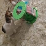 wonder pod (cat toy)