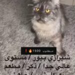 A very pet Shirazi male, 8-month-old restaurant, and frequented with a liter box, wanted 1800 negotiable, more photos, contact 0563541104