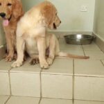 Golden Retriever Puppy ? 3 months old for sale king size with all documents and vaccination records available 1 male and 1 female, contact me 0567309171