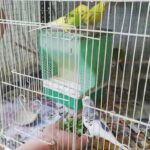 budgies with stand cage
