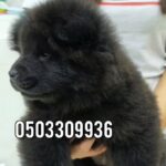 black Chaw Chaw puppies for sale