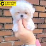 tcup Maltese for sale