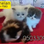 for sale Persian and hemalaian kittens