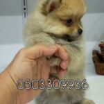 Pomeranian puppies for sale