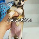 tcup apple head chihuahua puppy for sale