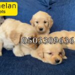 for sale top quality golden retriever puppies