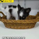 t cup chihuahua puppies for sale