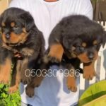 for sale top quality Rottweiler puppies