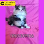 for sale female Persian kitten doll face