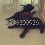 for sale chocolate labrador puppies