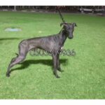 for sale male italian greyhound puppy