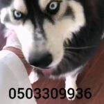 For sele husky male 1.5 years old long haired blue eyes