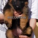 king size female gearmen shepherd for sale