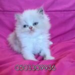 for sale female ragdoll Persian  kittens