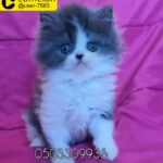 for sale female Persian doll face 45 days