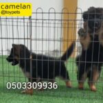 king size long hair gearmen shepherd puppies for sale