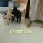 for sale Labrador puppies