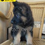 female gearmen shepherd puppy for sale
