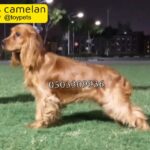 For rsale  Female english cocker spaniel 8 months old imported from Ukrainian