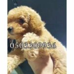For sale male toy poodle