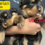 for sale rottweiler puppies