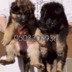 top quality gearmen shepherd puppies for sale