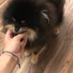 for sale 2 yeas old back and tan Pomeranian