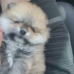 mini and teacup Pomeranian available