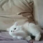 pure female Persian cat for sale قطه فارسيه نقيه للبيع
